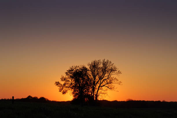 Tree pair during sunset (landscape version) stock photo