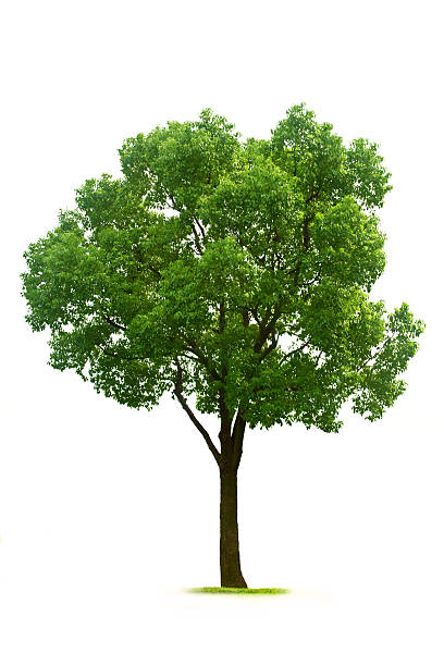 Tree Green tree isolated on white background deciduous tree stock pictures, royalty-free photos & images