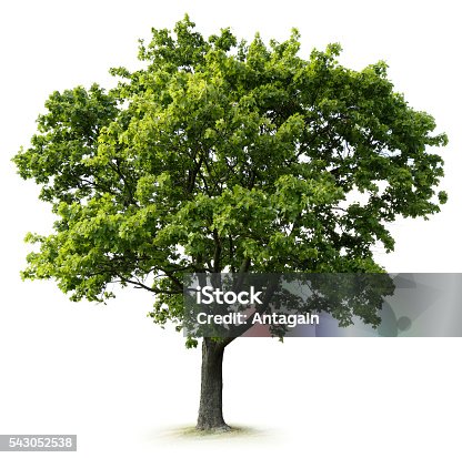 istock Tree 543052538