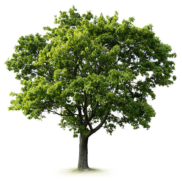 Baum Bilder Und Stockfotos Istock