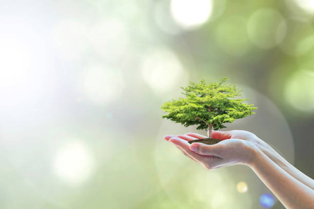 träd plantering på volontärs händer för att spara miljö eko system och naturligt bevarande koncept - tree of life bildbanksfoton och bilder