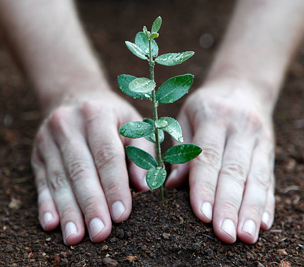 Tree Planting Hands and little plant. afforestation stock pictures, royalty-free photos & images