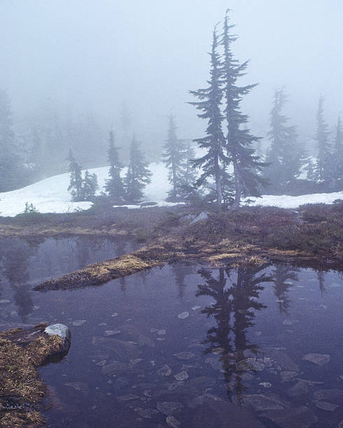 Tree Reflected in Foggy Pond The Alpine Lakes Wilderness, created by the US Congress in 1976, has more than 700 lakes and mountain ponds filling practically every low spot in this glacier-carved terrain. This un-named pond was photographed on a foggy day on Granite Mountain in the Alpine Lakes Wilderness near Snoqualmie Pass, Washington State, USA. jeff goulden scanned film stock pictures, royalty-free photos & images