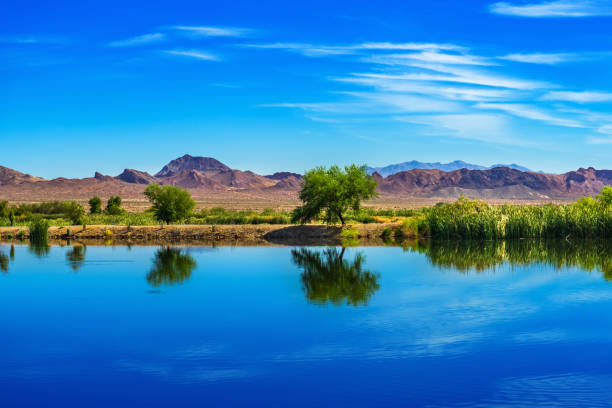 Tree reflections on a pond with mountain at Henderson Bird Viewing Preserve Tree reflections on a pond with mountain at Henderson Bird Viewing Preserve nevada stock pictures, royalty-free photos & images