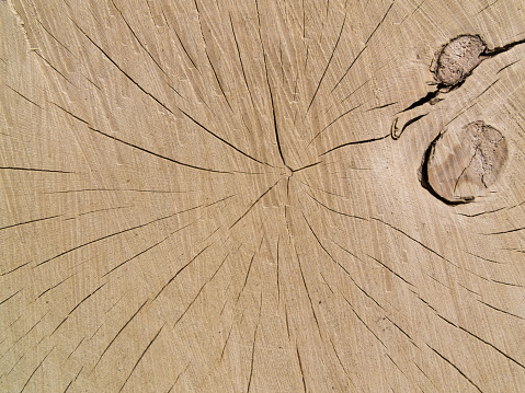 tree rings wood grain
