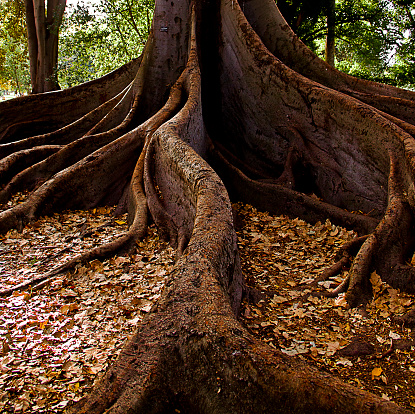 Moreton Bay Fig. Adelaide, South Australia. Thick tree roots buttress a large trunk surrounded by fallen leaves.