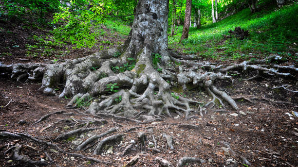 tree roots stock photo