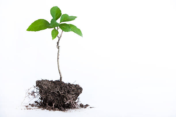 tree seedling  seedling stock pictures, royalty-free photos & images