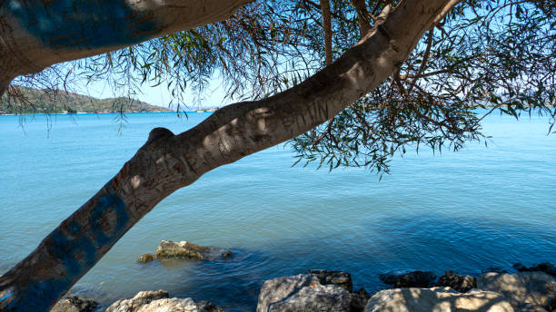 Tree Stretching to the Sea stock photo