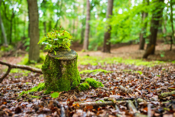 Tree stump forest nature stock photo