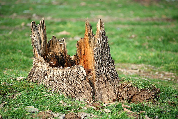 tree stump stock photo