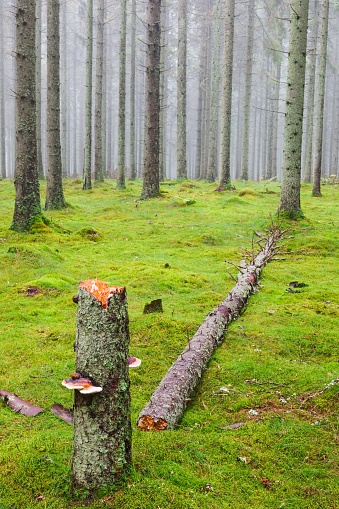 Tree stump with mushroom in a coniferous forest with autumn fog