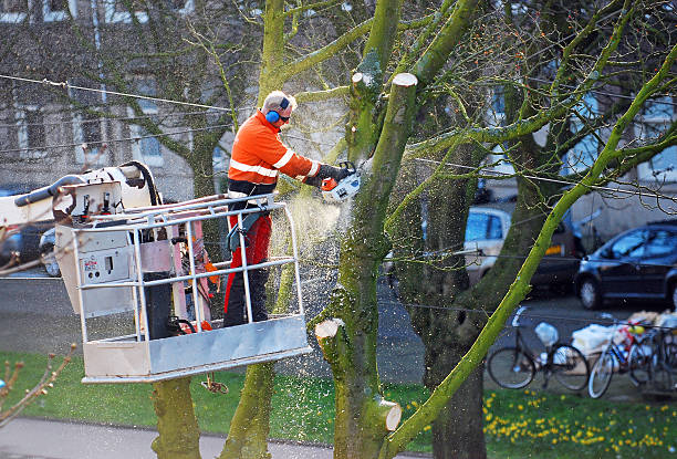 Tree surgeon Triming an Elm branches Amsterdam, Netherlands- March 30, 2016: An urban tree surgeon uses a lift to cut the branches of a tree in the Rivierenbuurt neighborhood of Amsterdam. tree service stock pictures, royalty-free photos & images