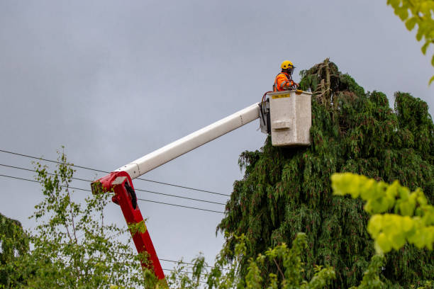 A tree surgeon works high up clearing overgrown trees from around power lines in a rural area in New Zealand Annat, Canterbury, New Zealand - December 3 2018: A Tree Tech arborist prunes a tree close to power lines tree service stock pictures, royalty-free photos & images