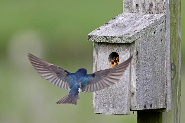 Tree Swallow feeding juveniles stock photo
