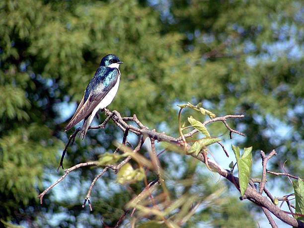 Tree Swallow stock photo