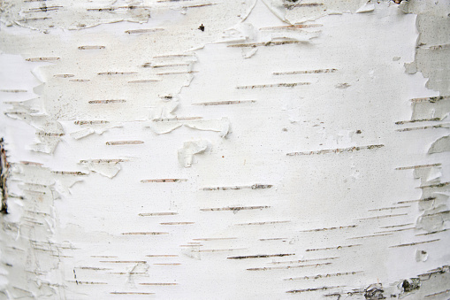 Birch tree texture 3