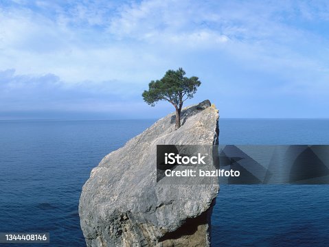 istock tree that fights for life on a rock 1344408146