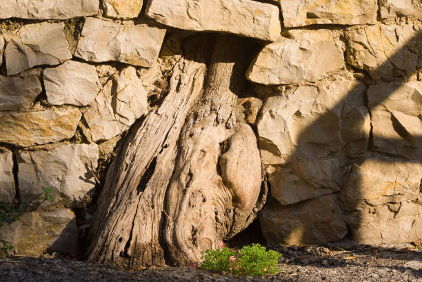 Tree trunk in stone wall stock photo