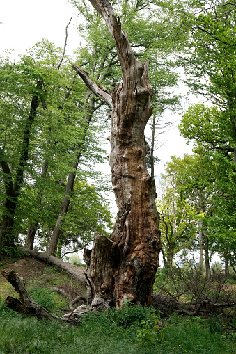 Trunk of a very old, big and dead tree surrounded by lush green.