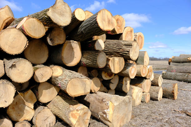 Tree trunks stacked for transport after logging. stock photo