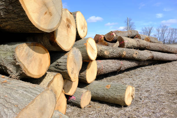 Tree trunks stacked for transport after logging. stock photo