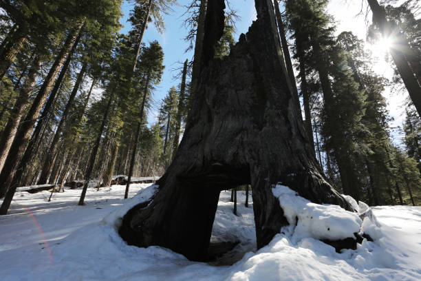 Tree Tunnel in Yosemite stock photo