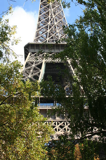 Tree view of Eiffel Tower stock photo