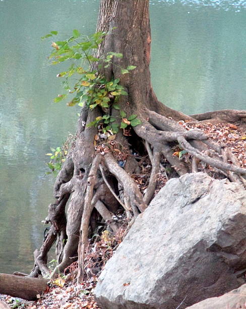 Tree with Exposed Roots on a River Bank stock photo