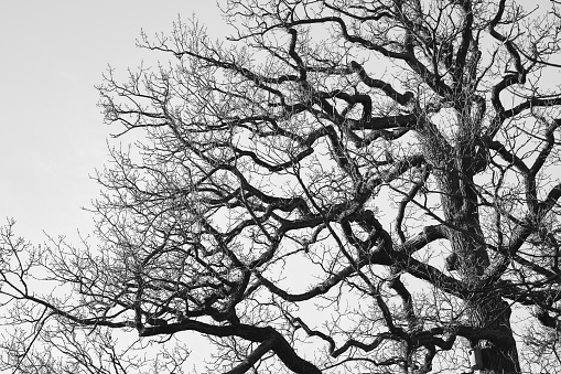 Tree with many bare branches and twigs in black and white