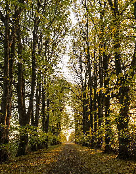 Tree-lined gravel road on a sunny autumn day stock photo