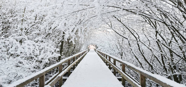 Treelined wooden footbridge snow covered stock photo