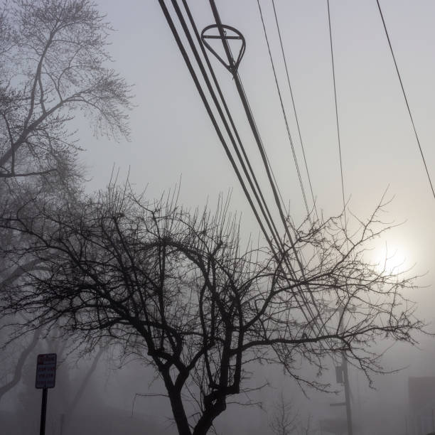 Treen and wires in fog Tree and wires on a foggy morning kathrynsk stock pictures, royalty-free photos & images