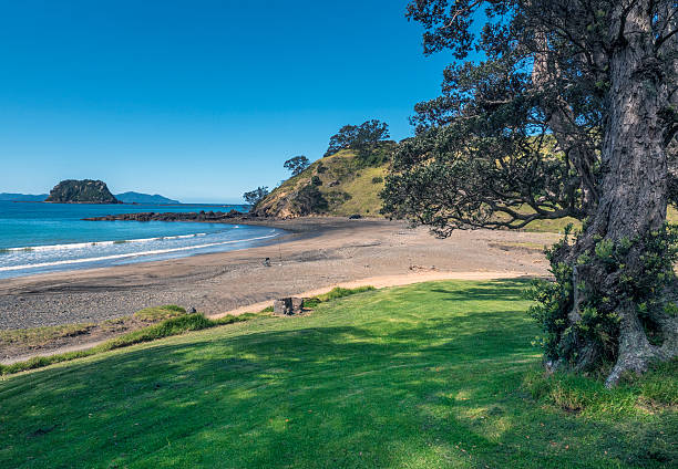 Trees and coastline, Port Jackson, Coromandel Peninsular, New Zealand stock photo