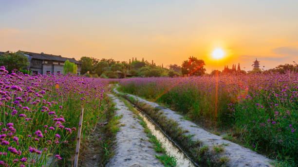 Trees and lavender field a sunset near the old town of Wuzhen, Zhejiang, China View of trees and lavender field a sunset near the old town of Wuzhen, Zhejiang, China wuzhen stock pictures, royalty-free photos & images