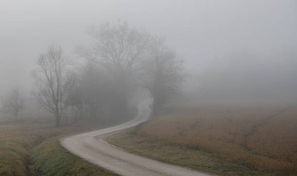 trees and the road through the fog - tadic stockfoto's en -beelden