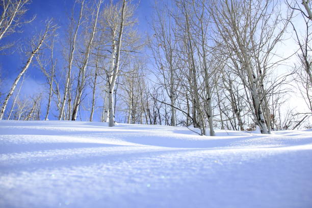 alberi arrivati nella neve - di marzio foto e immagini stock