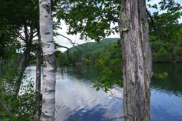 woodward rezervuar tarafından ağaçlar - killington stok fotoğraflar ve resimler