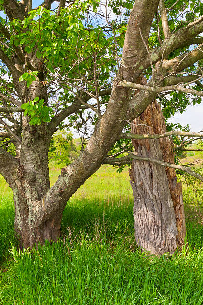 Trees in a Meadow stock photo