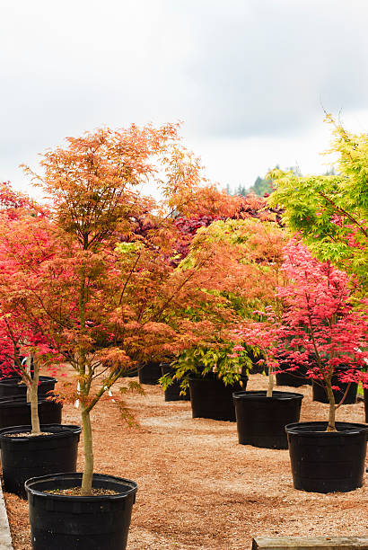 Trees in a Nursery stock photo
