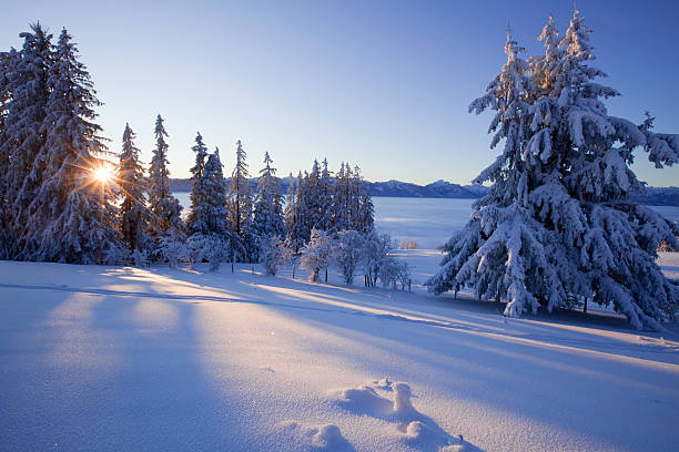 trees in a snow covered winter landscape stock photo