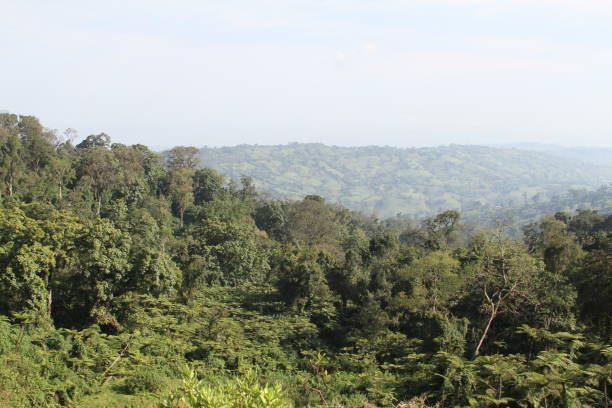 Trees in Ethiopia stock photo