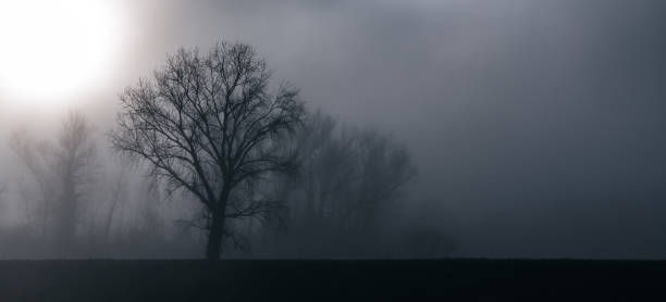 trees in the fog - tadic stockfoto's en -beelden