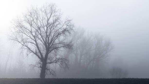 trees in the fog - tadic stockfoto's en -beelden
