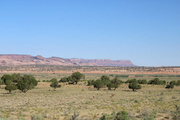 Trees in the Utah Desert with Mountains in the Background stock photo