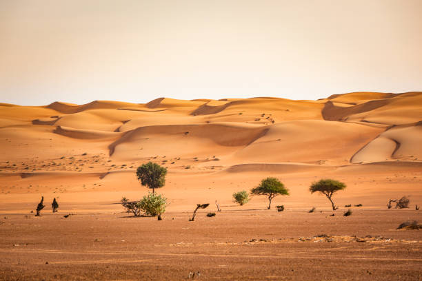 trees in the wahiba sand desert of sultanate of oman stock photo
