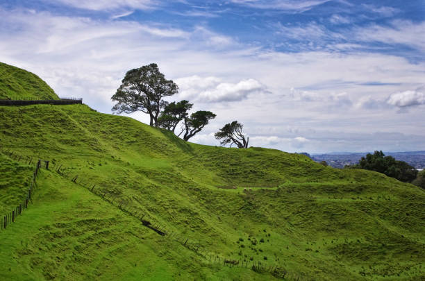 Trees on the hill of Mount Eden. Green hill and blue sky. stock photo