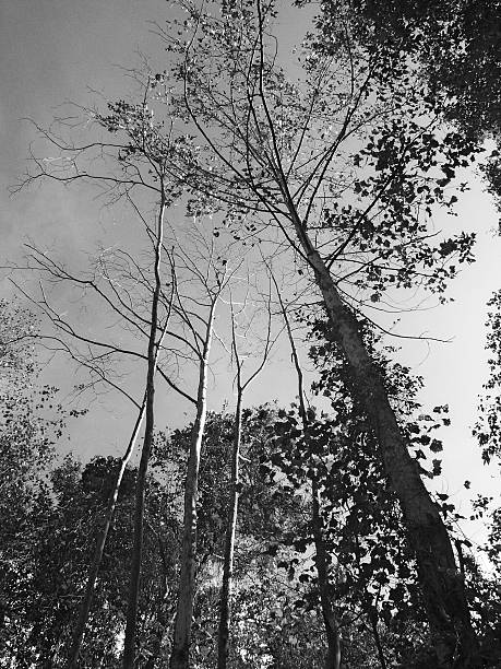 Trees stock photo
