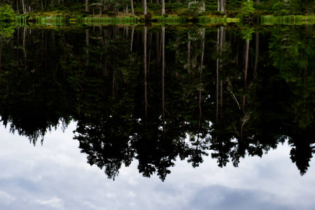 Trees reflected in water stock photo