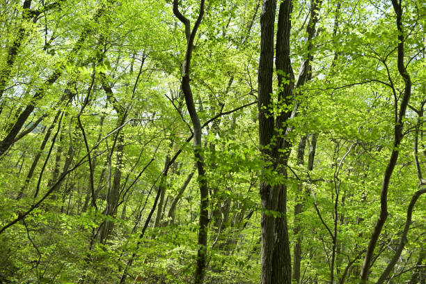Trees with new green leaves, Mt.Jimba, Tokyo, Japan (Apr-2022) stock photo